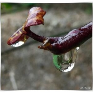 Fotografía de gotas por Marien Del Canto