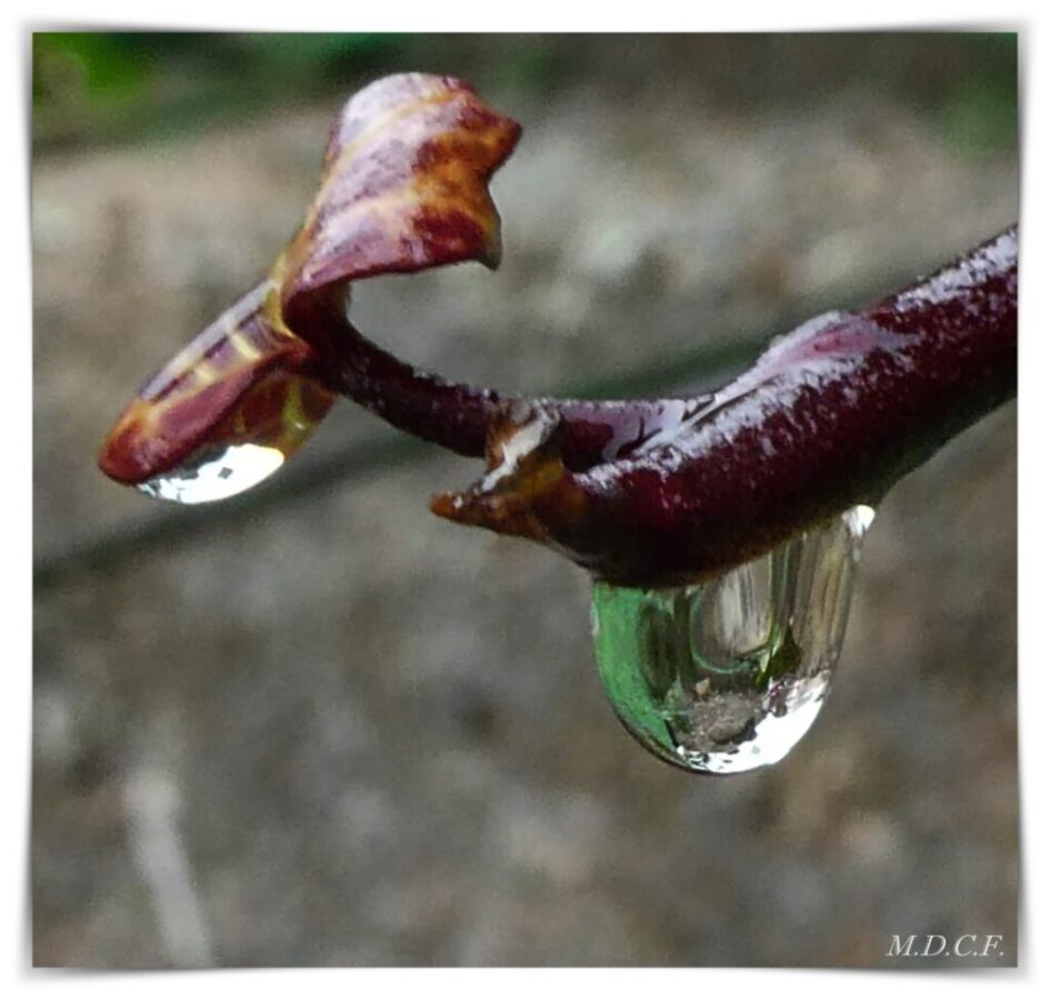 Fotografía de gotas por Marien Del Canto
