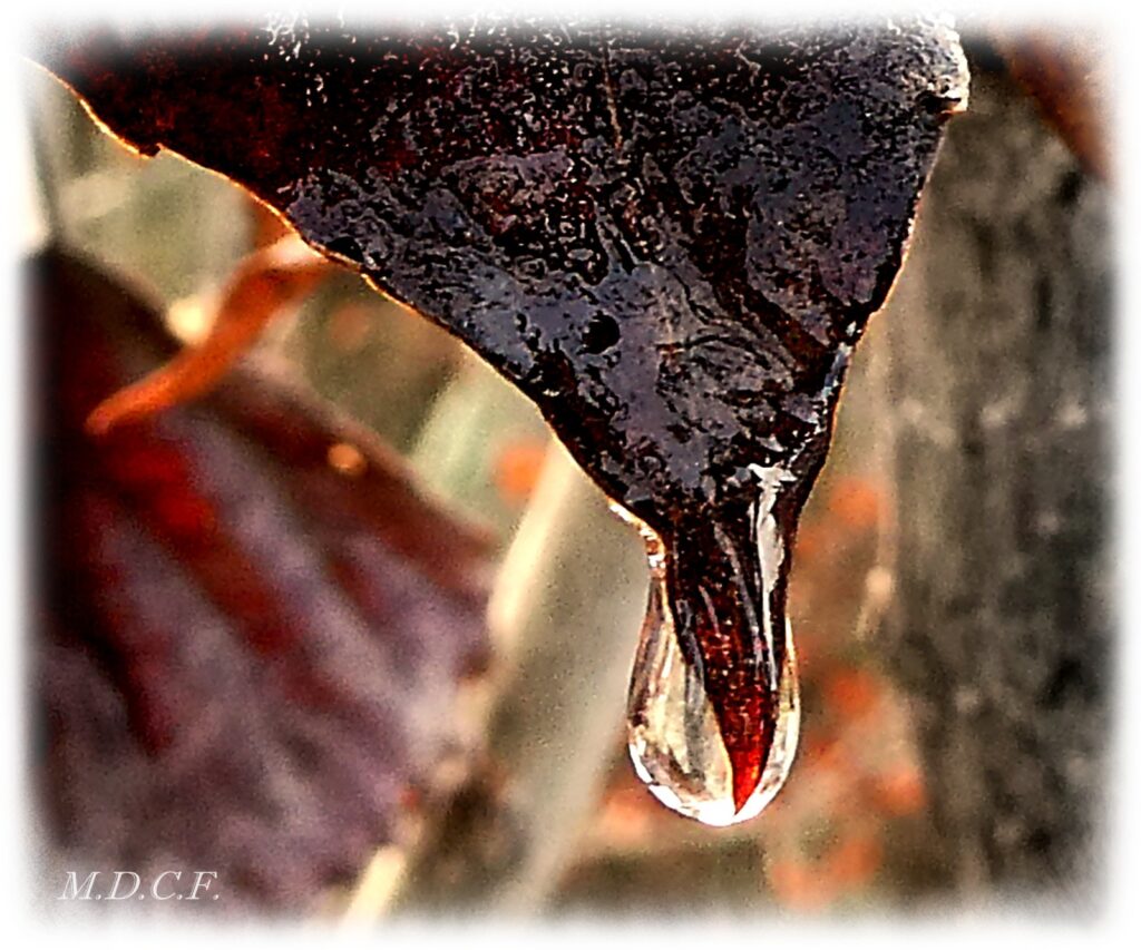 Fotografía de gotas por Marien Del Canto