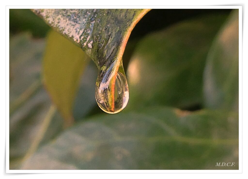Fotografía de gotas por Marien Del Canto