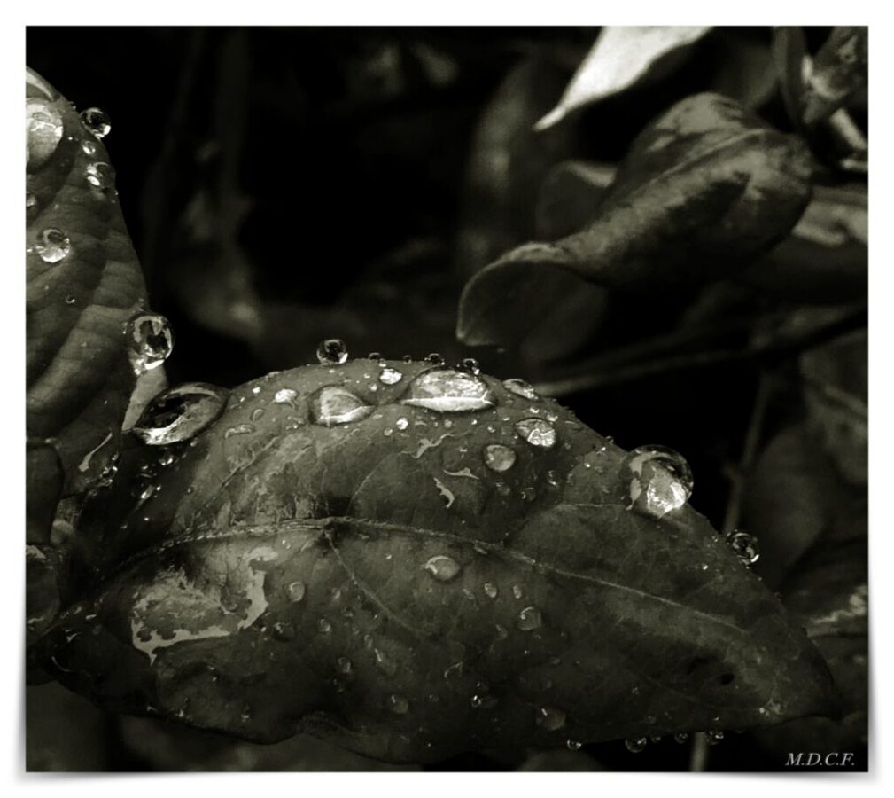 Fotografía de gotas por Marien Del Canto