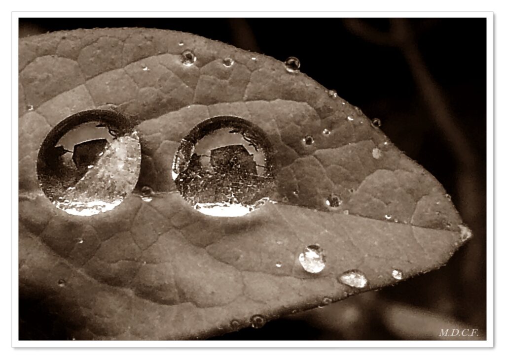 Fotografía de gotas por Marien Del Canto