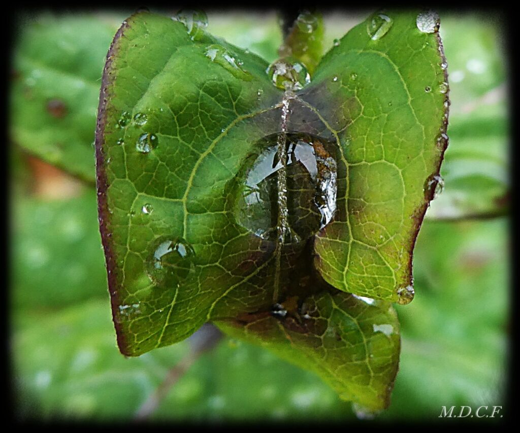 Fotografía de gotas por Marien Del Canto
