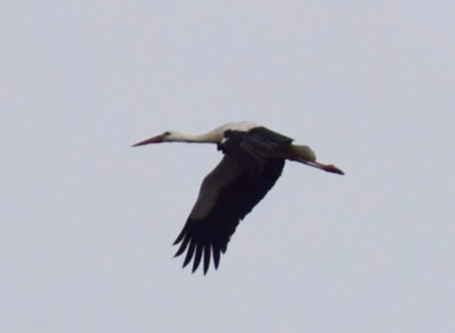 Fotografía de fauna por Marien Del Canto — 876375f0-1685-4601-9caf-739c170c7f47