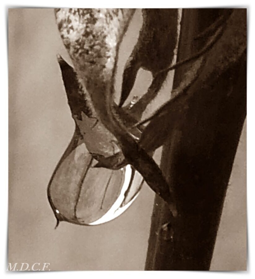 Fotografía de gotas por Marien Del Canto