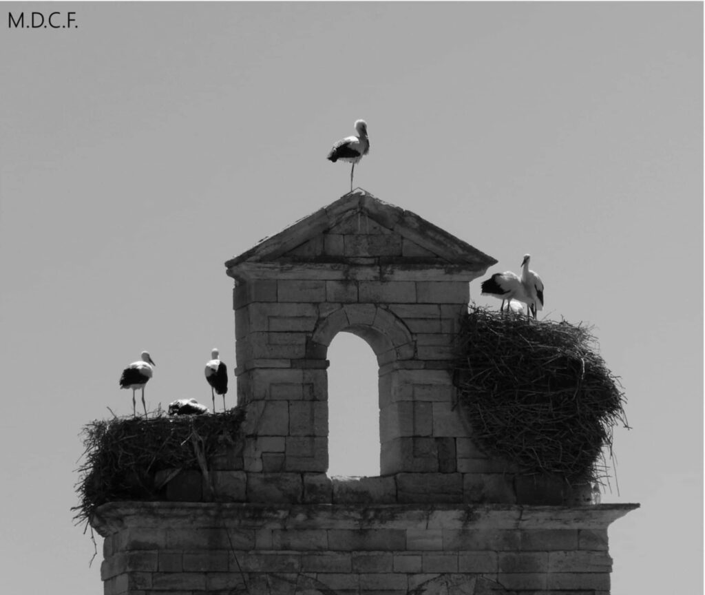 Fotografía de fauna por Marien Del Canto — 94202661-5399-499e-81c9-514a160cee57-crop