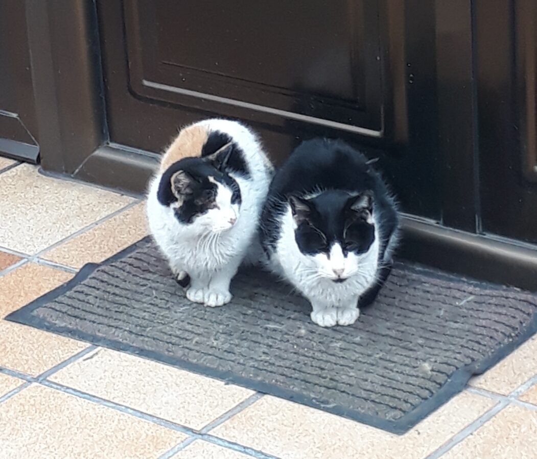 Fotografía de fauna por Marien Del Canto — Gatos-2
