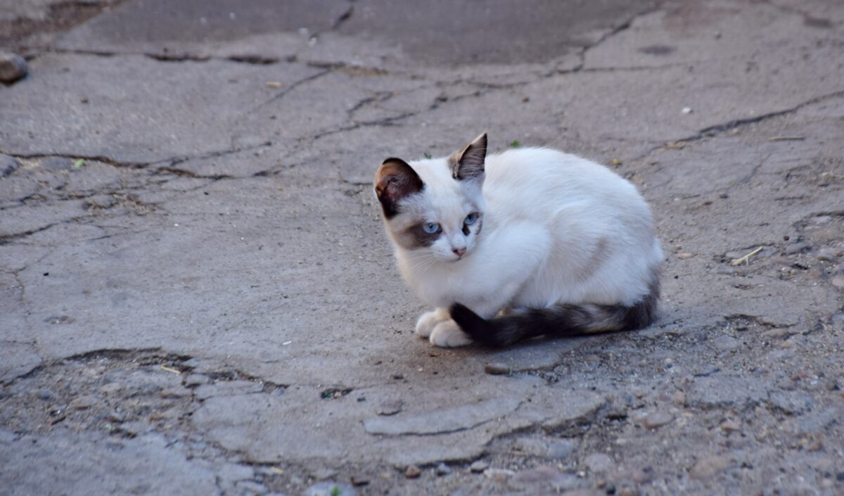 Fotografía de fauna por Marien Del Canto — Gatos-3