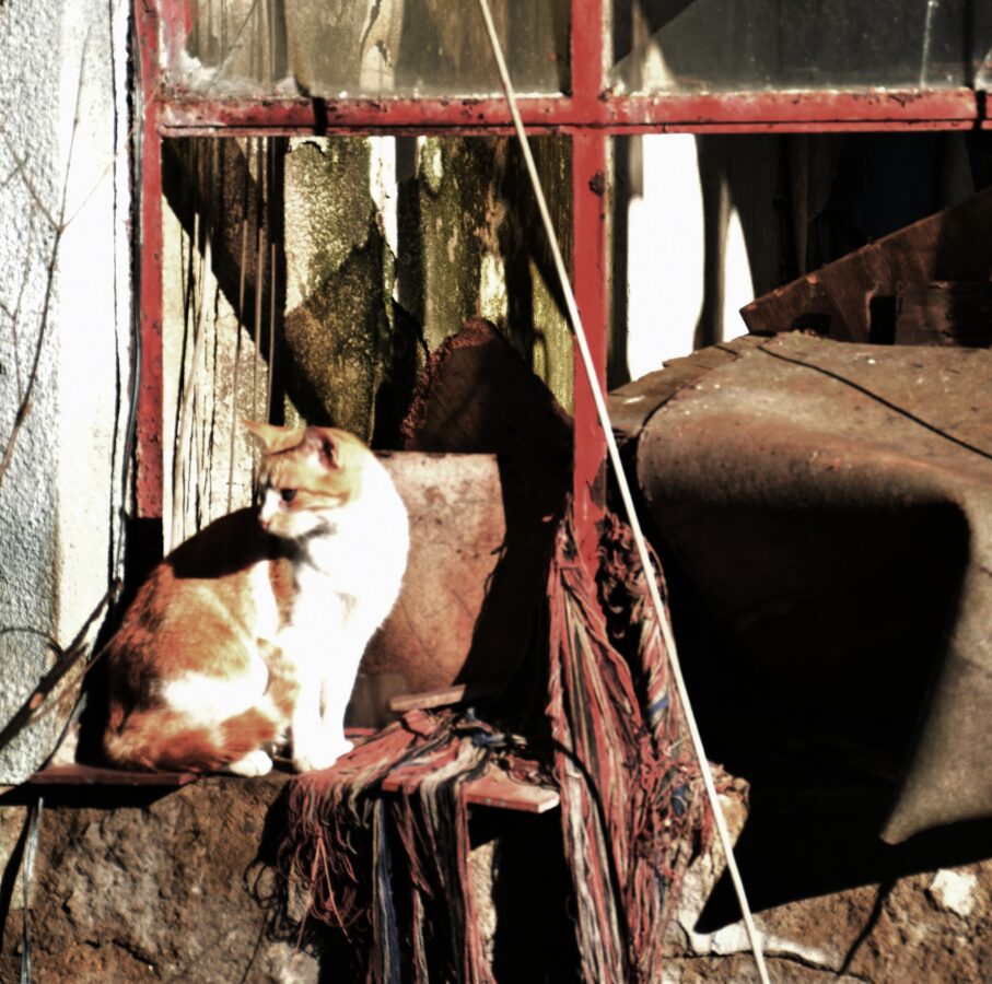 Fotografía de fauna por Marien Del Canto — Gatos-4
