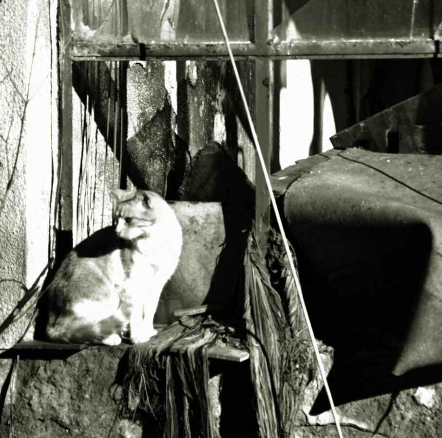 Fotografía de fauna por Marien Del Canto — Gatos-5