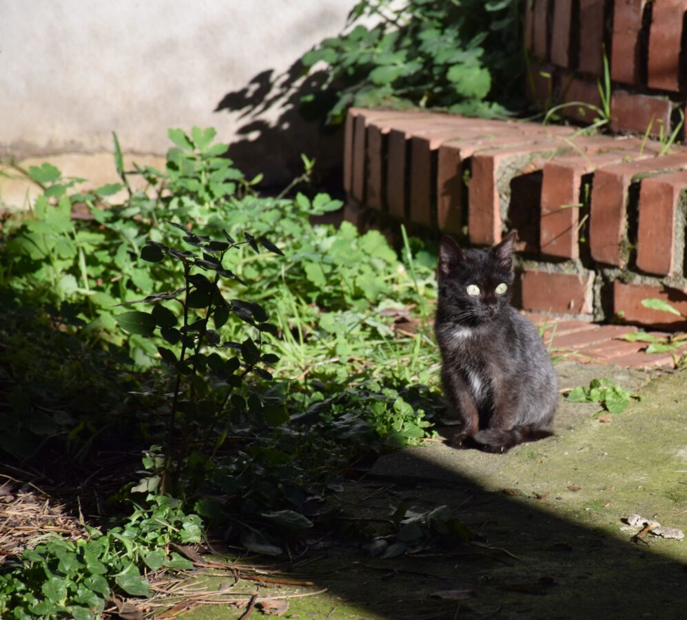 Fotografía de fauna por Marien Del Canto — Gatos-6
