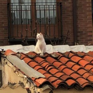 Fotografía de fauna por Marien Del Canto — Gatos-7