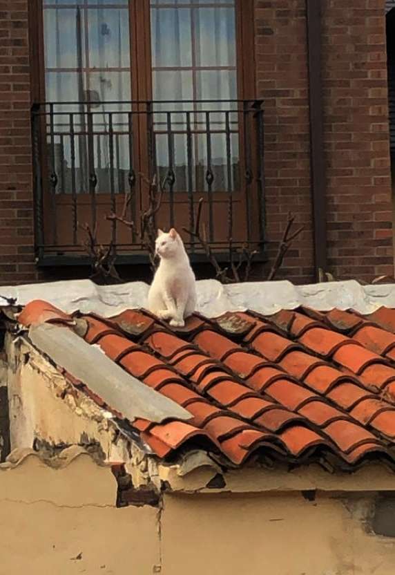 Fotografía de fauna por Marien Del Canto — Gatos-7