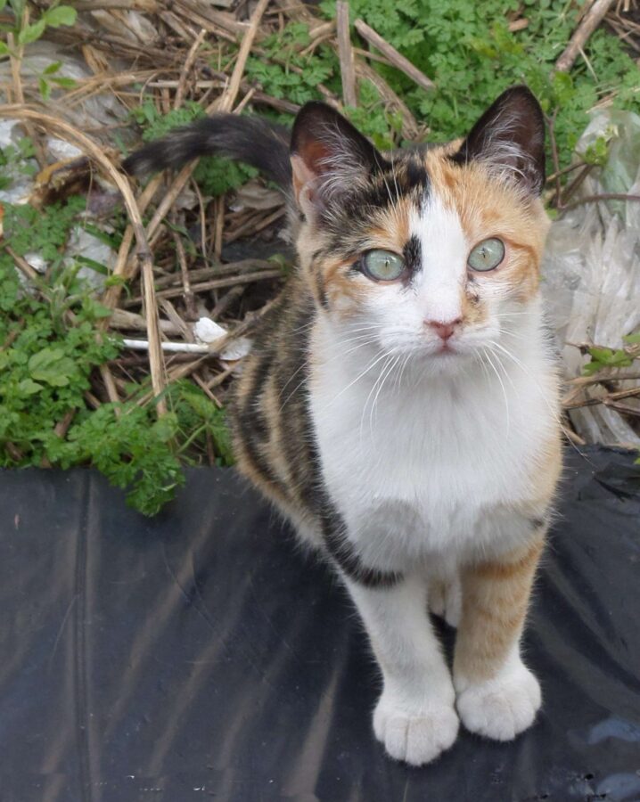 Fotografía de fauna por Marien Del Canto — Gatos-8
