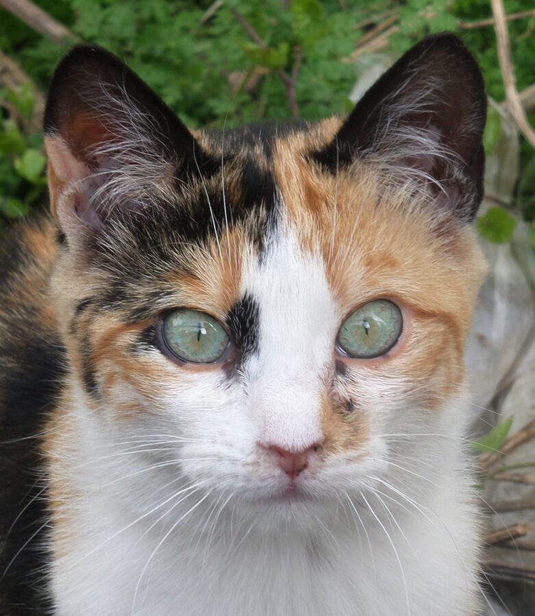 Fotografía de fauna por Marien Del Canto — Gatos-9