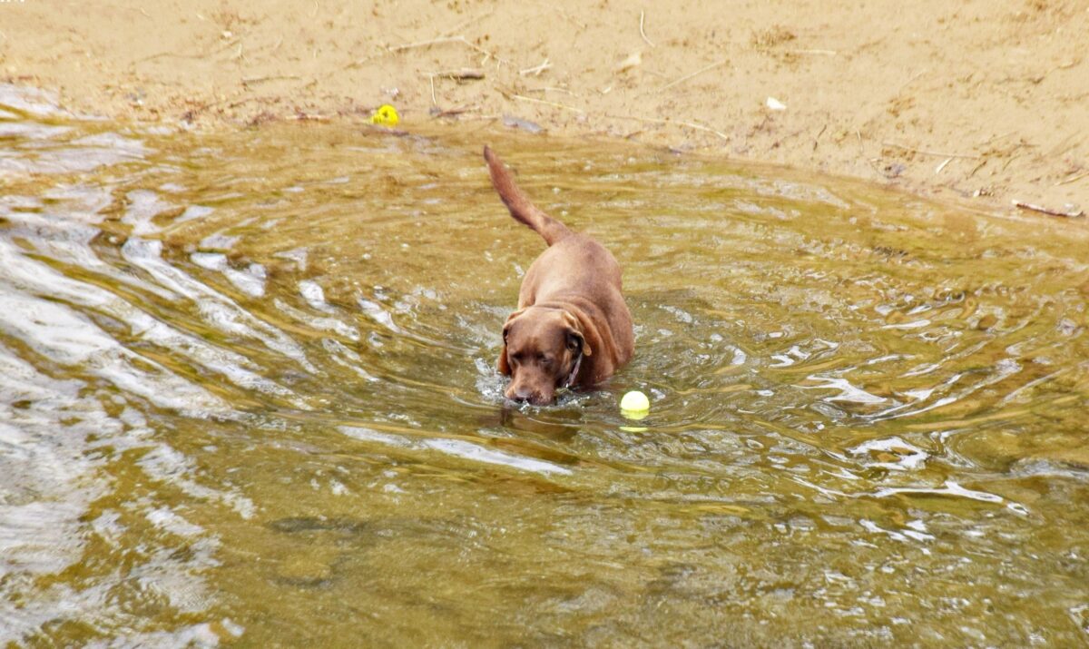 Fotografía de fauna por Marien Del Canto — Perros-1