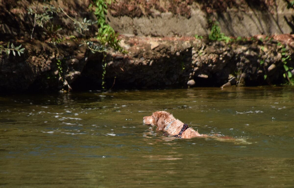 Fotografía de fauna por Marien Del Canto — Perros-2