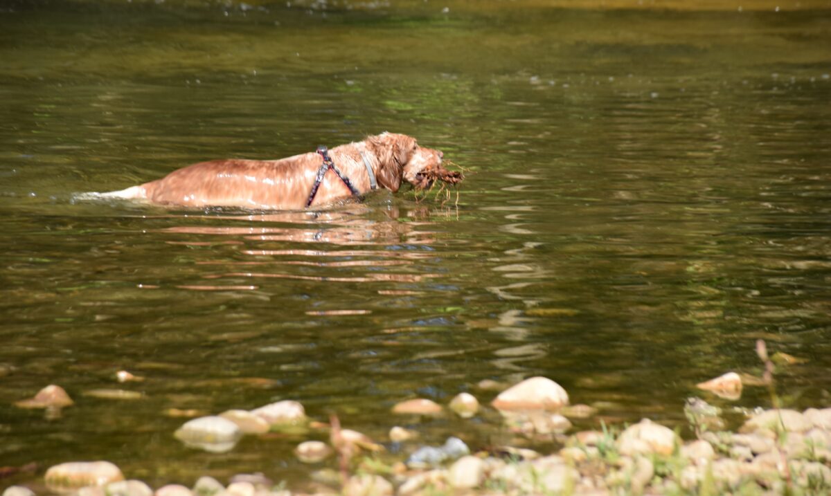 Fotografía de fauna por Marien Del Canto — Perros-3